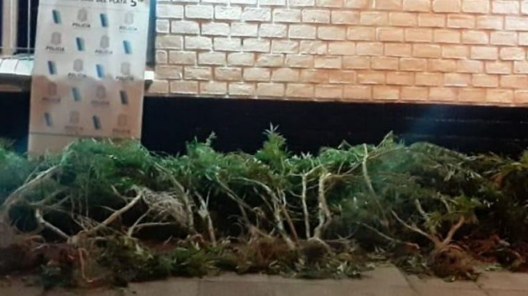 Electrificó sus plantas de marihuana: murió por una descarga