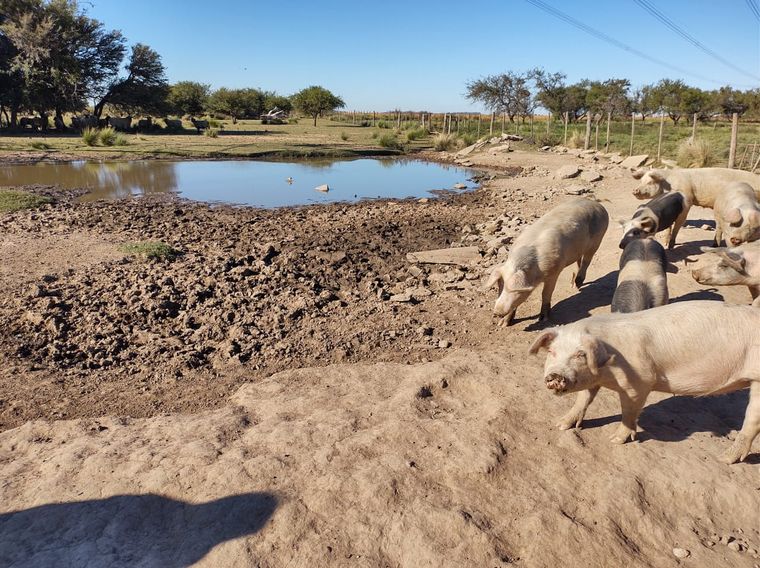 La triquinosis se transmite por la ingesta de carne de cerdo cruda o mal cocida.