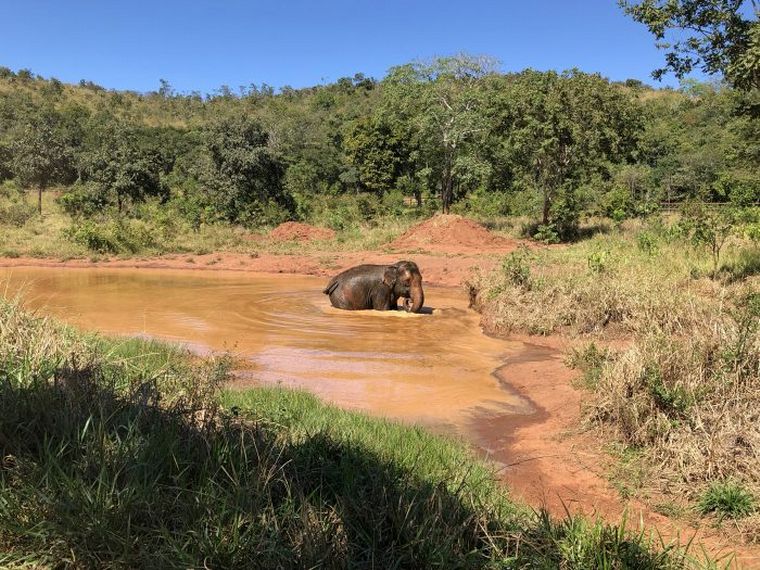 FOTO: Trasladan dos elefantes de Mendoza a un santuario en Brasil
