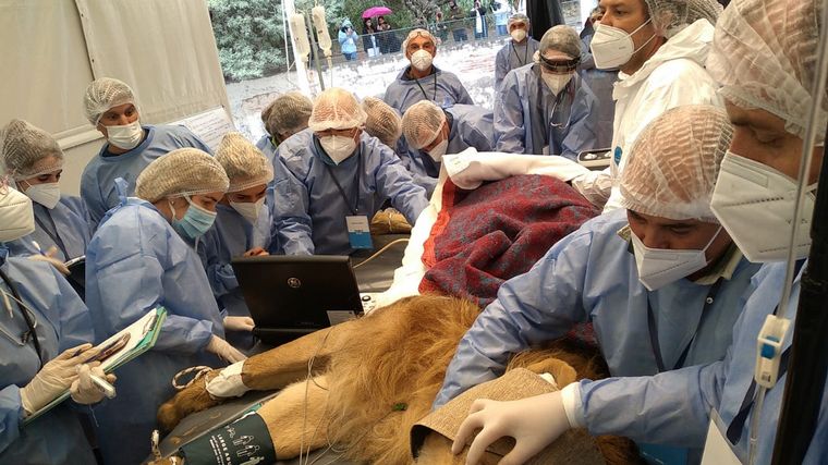 FOTO: Operaron a Tango, el león del Parque dela Biodiversidad