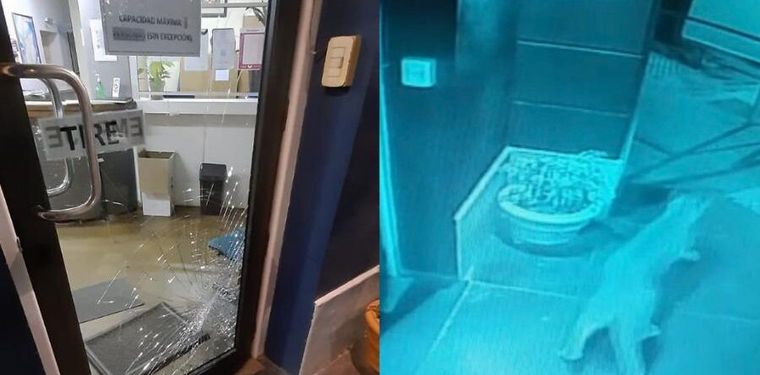 Un puma rompió el vidrio de la Municipalidad de Río Primero (Foto: Hablando Claro)