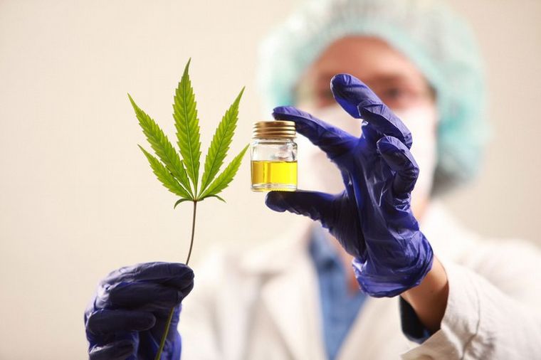 FOTO: Se creó una Agencia Regulatoria de la Industria del Cáñamo y del Cannabis Medicinal. 