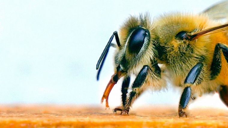 Entrenan abejas para “sacar la lengua” al oler el Covid-19