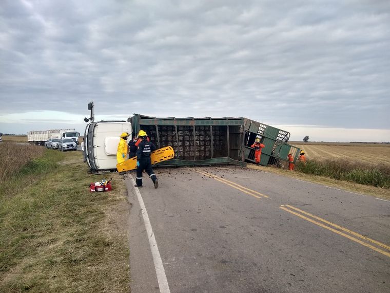 Volcó un camión con ganado y faenaron animales vivos
