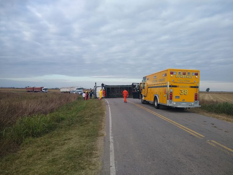 Volcó un camión con ganado y faenaron animales vivos
