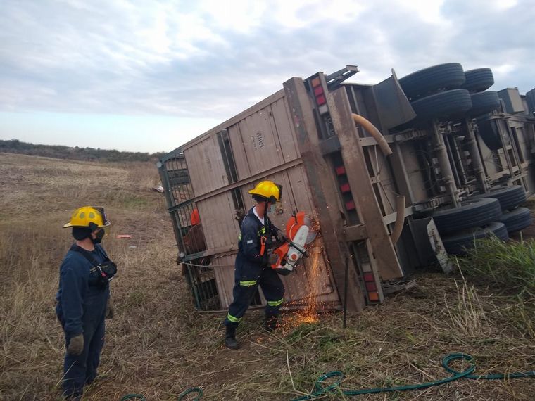 Volcó un camión con ganado y faenaron animales vivos