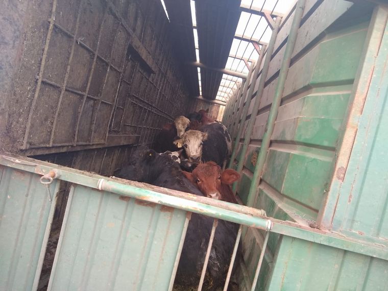 FOTO: Volcó un camión con ganado y faenaron animales vivos