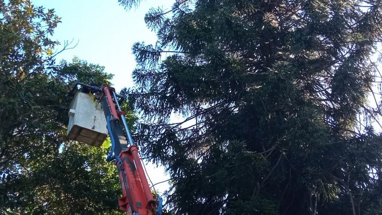 FOTO: Rescataron a un pavo real de un pino de 15 metros en Rosario