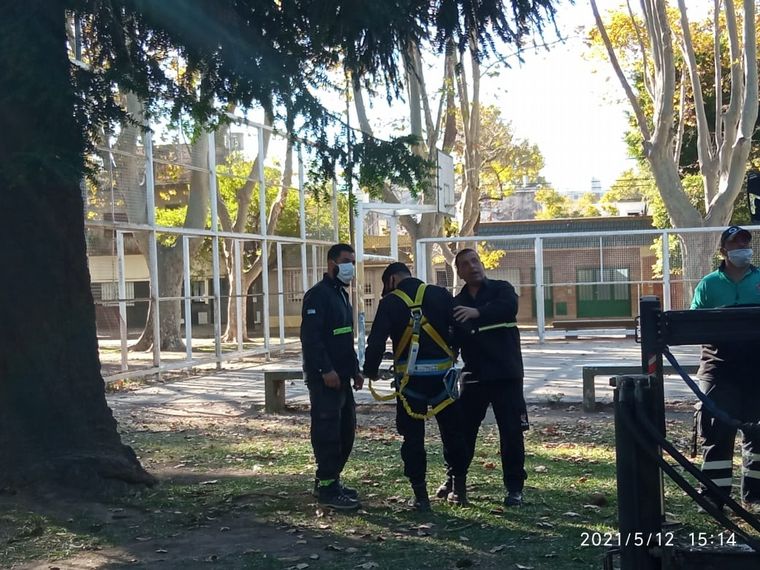 Rescataron a un pavo real de un pino de 15 metros en Rosario