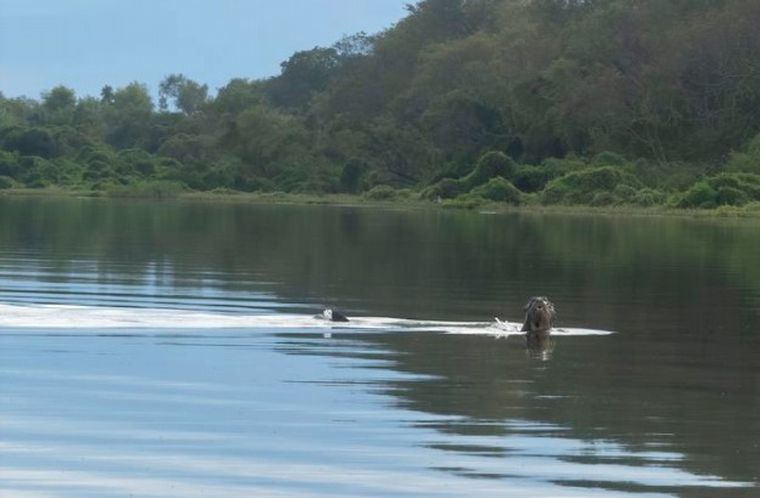 Encontraron en Chaco una criatura que se creía extinta
