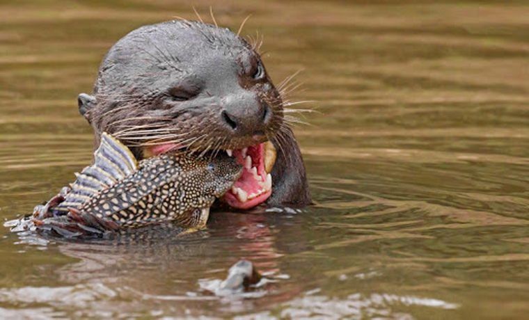Encontraron en Chaco una criatura que se creía extinta