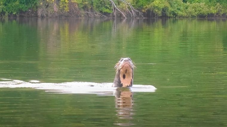 Encontraron en Chaco una criatura que se creía extinta