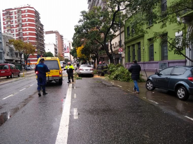 Árbol cayó sobre un auto