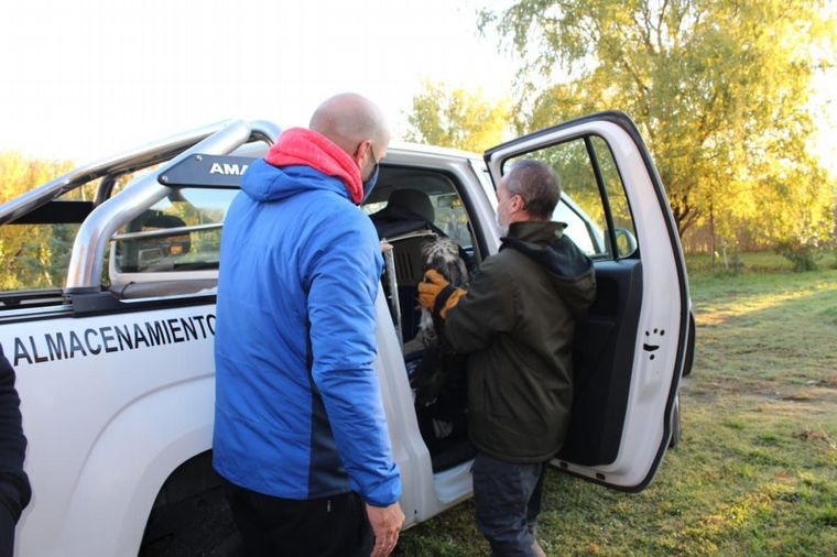 Rescató un ave de la ruta y resultó ser un águila en peligro de extinción 