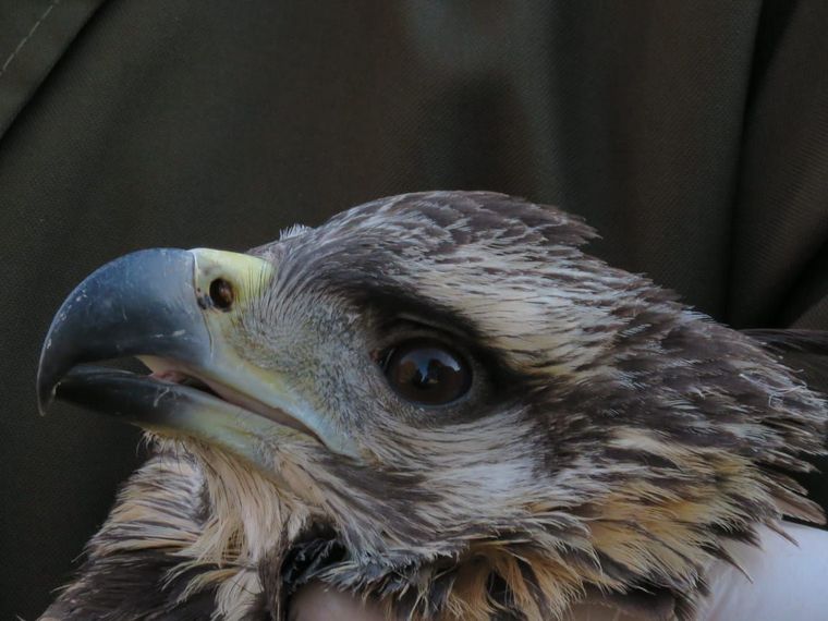 FOTO: Rescató un ave de la ruta y resultó ser un águila en peligro de extinción 