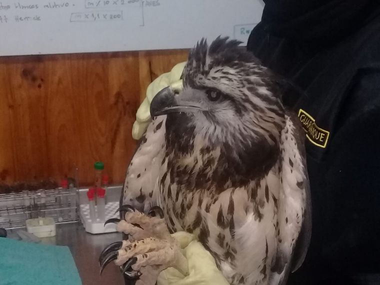 FOTO: Rescató un ave de la ruta y resultó ser un águila en peligro de extinción 
