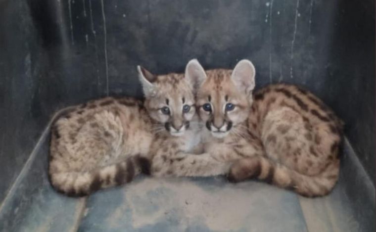 Dos cachorros de puma fueron rescatados en Córdoba.