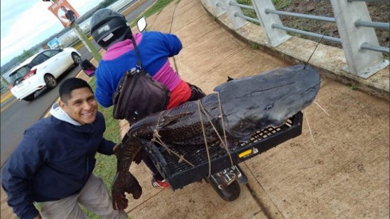 Pescó un surubí enorme y lo ató en la moto como acompañante