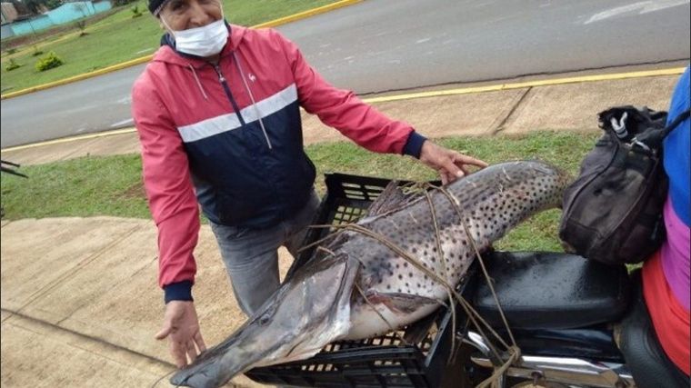 Pescó un surubí enorme y lo ató en la moto como acompañante