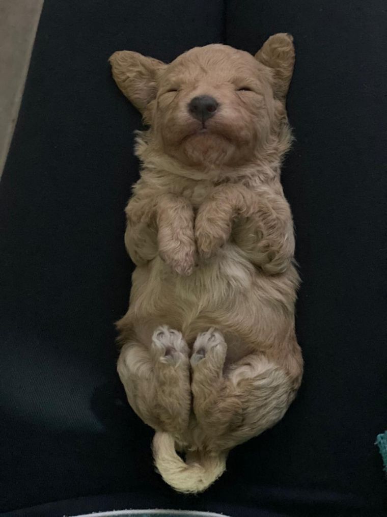 Ofrecen recompensa por tres cachorros de 20 días robados en barrio Poeta Lugones