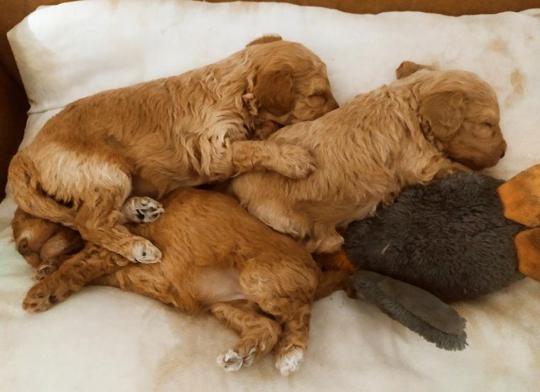 Ofrecen recompensa por tres cachorros de 20 días robados en barrio Poeta Lugones