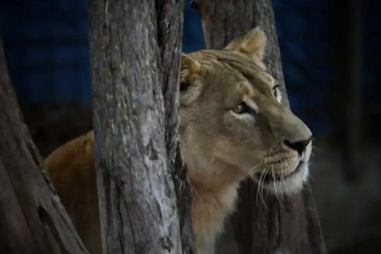 Rescataron un tigre de bengala y una leona tras un allanamiento en Santa Fe.