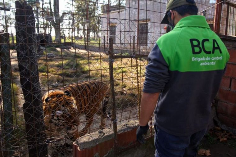 Rescataron un tigre de bengala y una leona tras un allanamiento en Santa Fe.