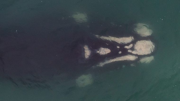 AUDIO: Las ballenas jorobadas volvieron a Las Grutas más temprano de lo esperado