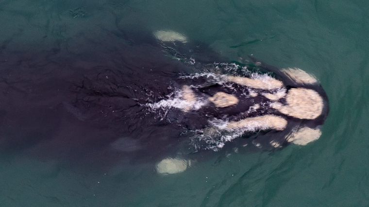 Volvieron las ballenas jorobadas a Las Grutas. Foto: Sebastián Leal.