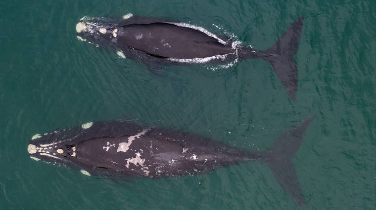 FOTO: Volvieron las ballenas jorobadas a Las Grutas. Foto: Sebastián Leal.