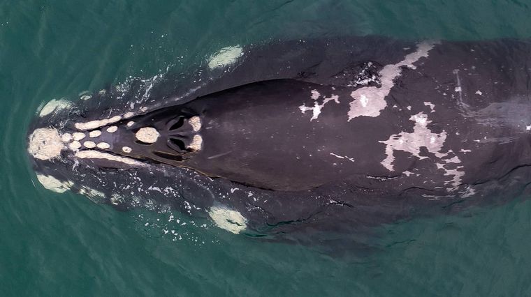 FOTO: Volvieron las ballenas jorobadas a Las Grutas. Foto: Sebastián Leal.