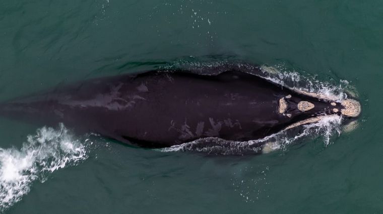 Volvieron las ballenas jorobadas a Las Grutas. Foto: Sebastián Leal.