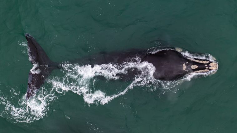 Volvieron las ballenas jorobadas a Las Grutas. Foto: Sebastián Leal.