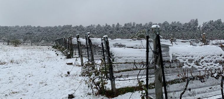 Nieve en viñedos de Córdoba