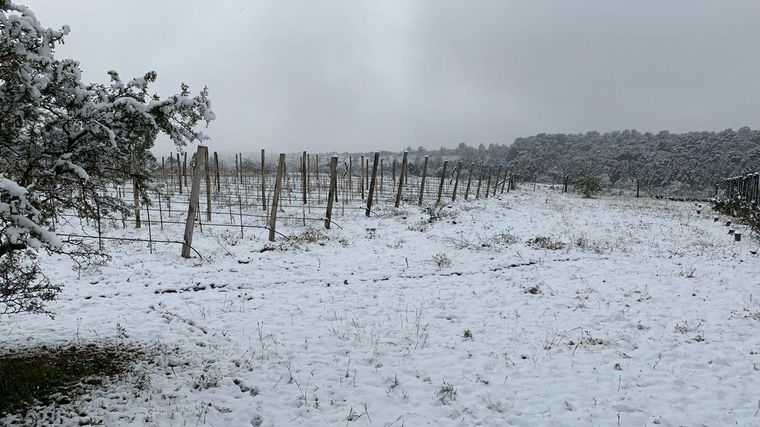 Nieve en viñedos de Córdoba