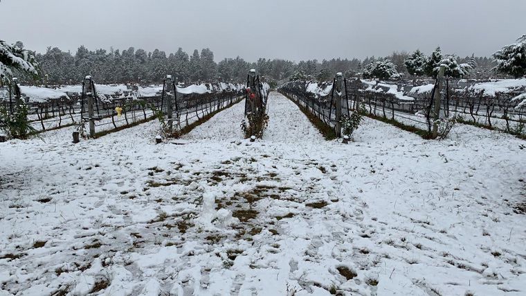 Nieve en viñedos de Córdoba