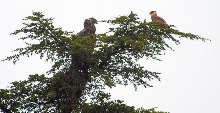 Cóndor en San Antonio
