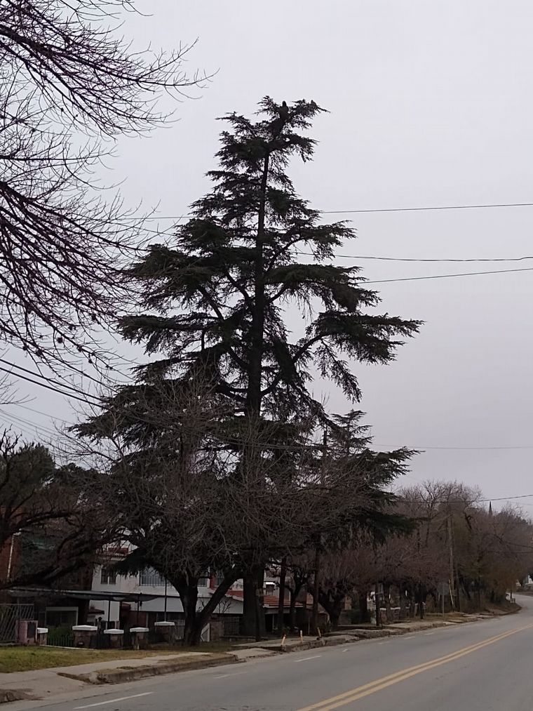 Cóndor en San Antonio