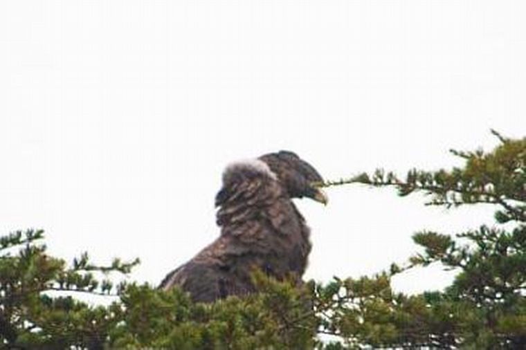 Cóndor en San Antonio