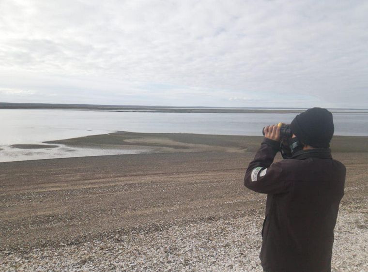 Trabajan para liberar a una ballena que quedó varada