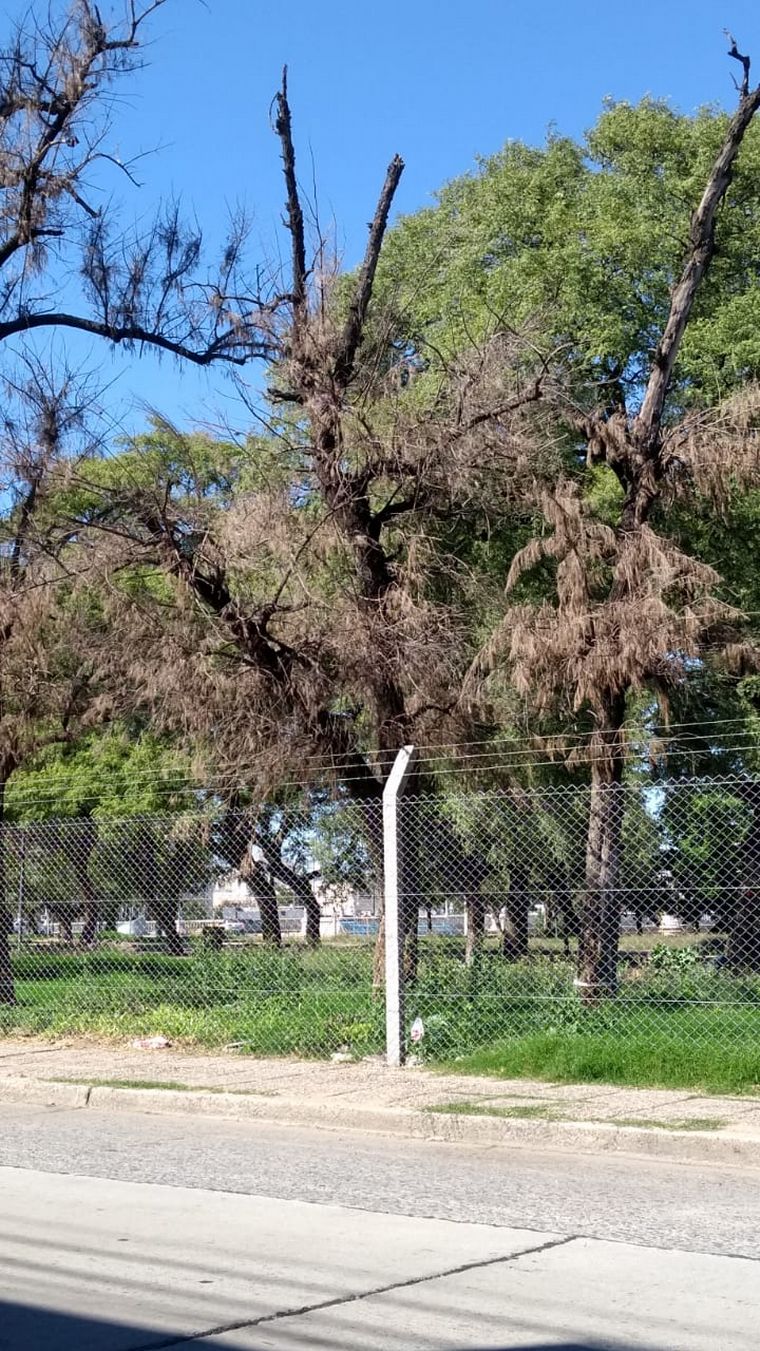 Árboles en mal estado en parque Las Heras