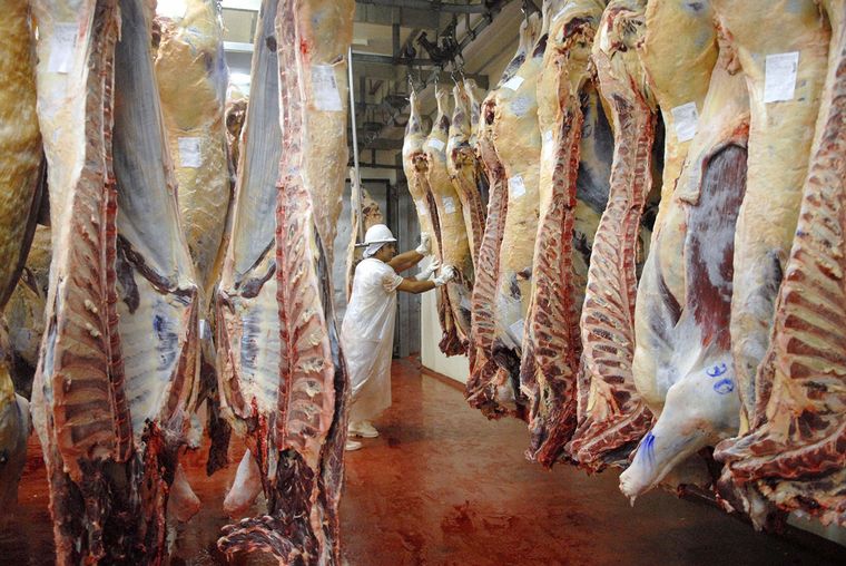 FOTO: Nuevos parámetros para las exportaciones de carne de res.