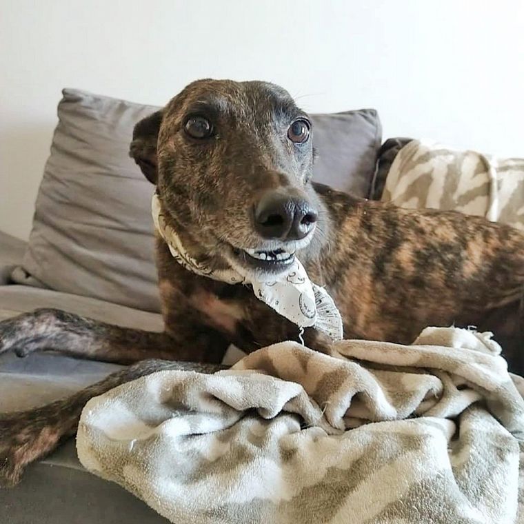 FOTO: Rescatan galgos que usan para carreras o la caza y los dan a familias