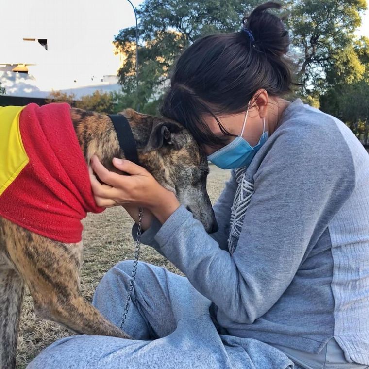 Rescatan galgos que usan para carreras o la caza y los dan a familias