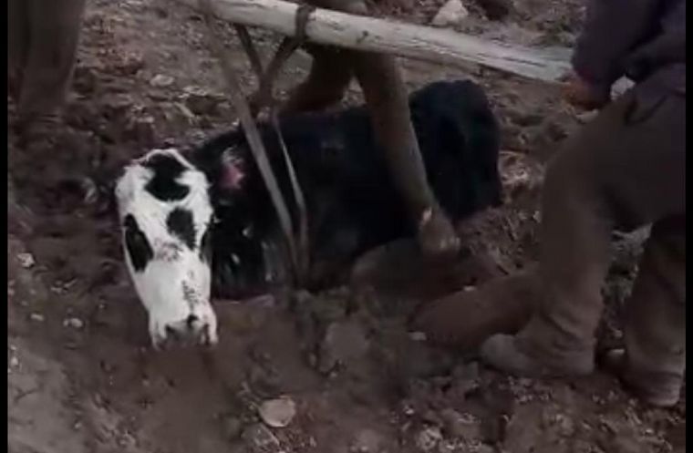 La vaca llevaba varios días atascada en el lodo.