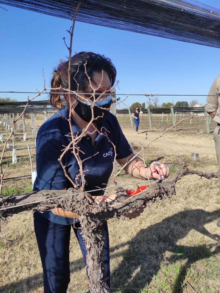 Yeny Ortega podó en el viñedo de Terra Camiare.