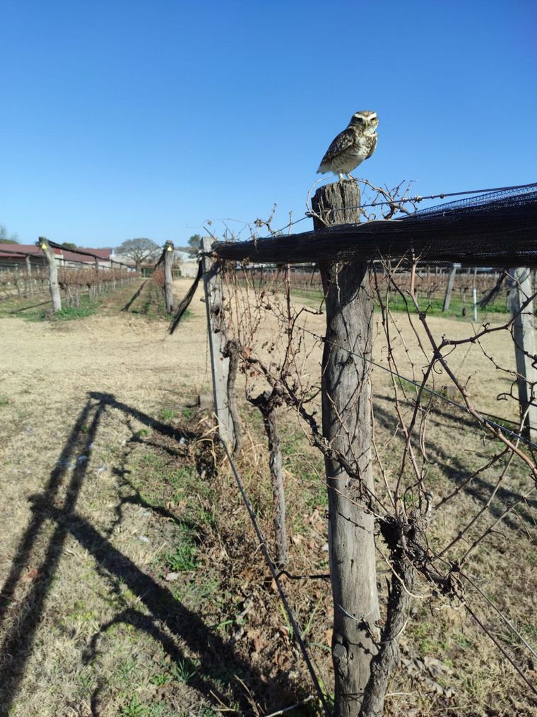 Terra Camiare, una bodega cordobesa para paladares exigentes.