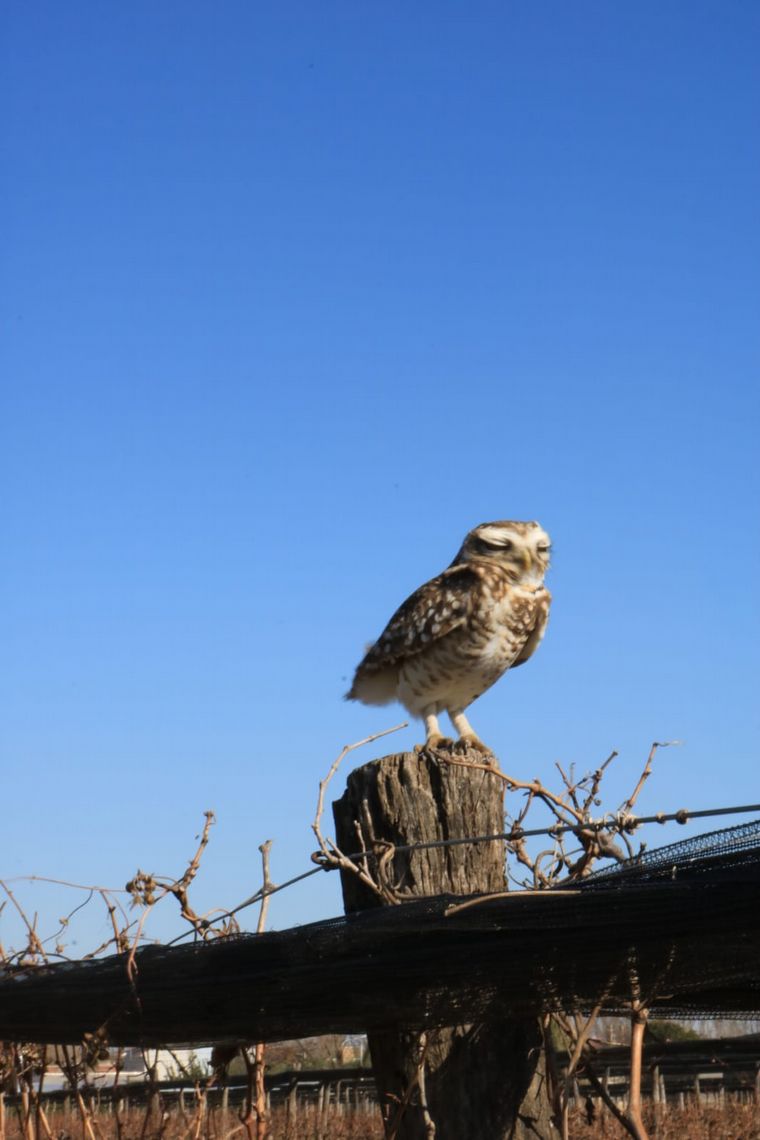 Terra Camiare, una bodega cordobesa para paladares exigentes.