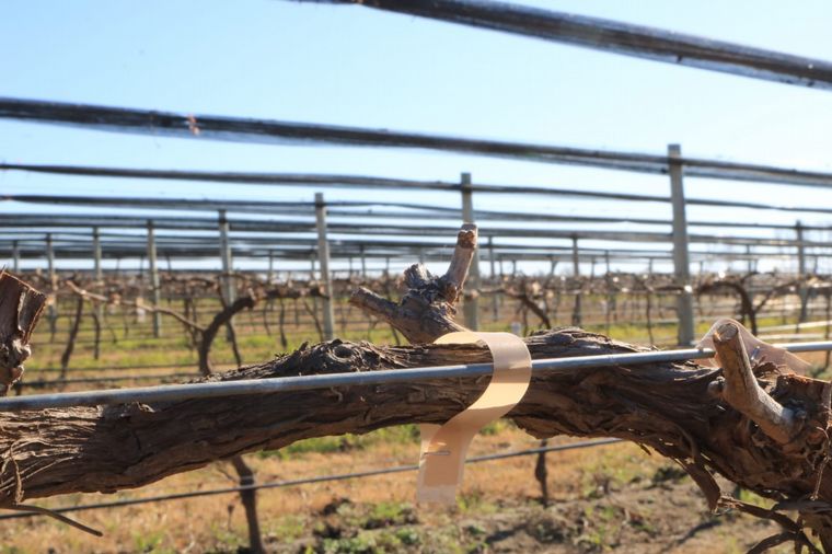 Terra Camiare, una bodega cordobesa para paladares exigentes.
