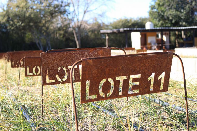 Azafrán Mediterráneo